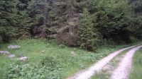 Klik za večjo sliko